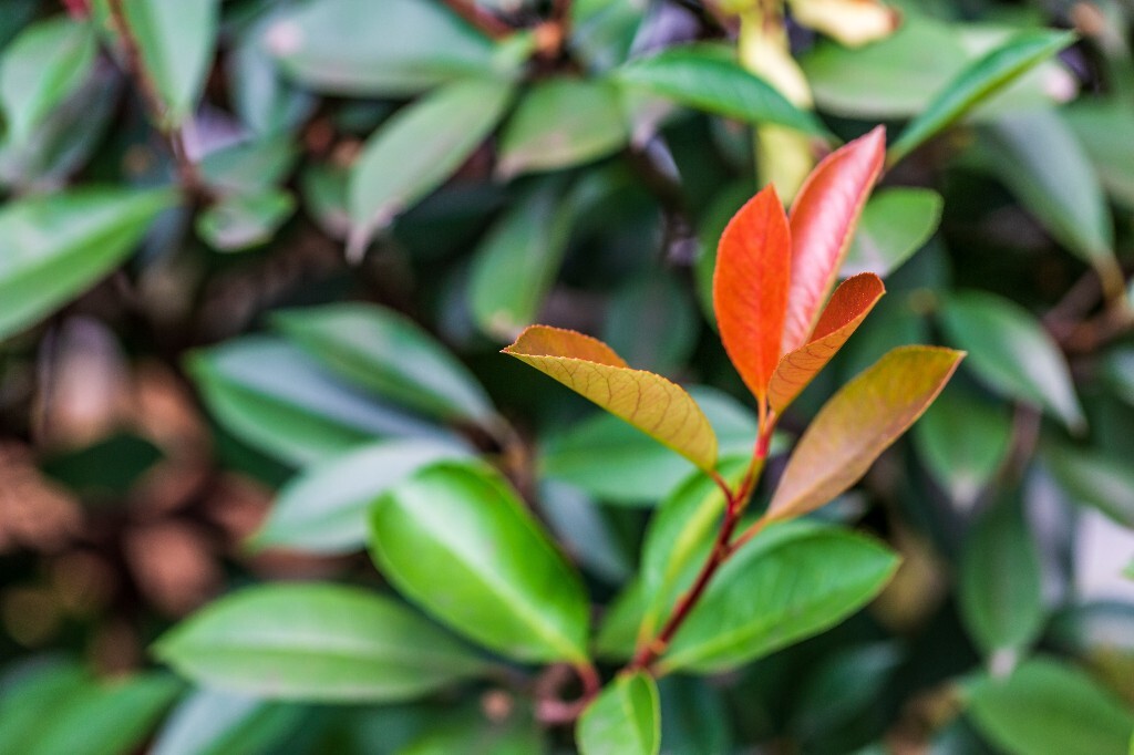 叶子 植物 花草 摄影 风光 自然 自然风光 色彩 春天 色彩