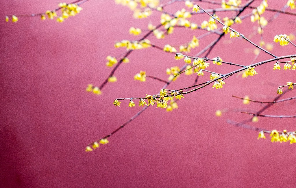 腊梅 植物 花朵 花儿 摄影 风光 自然 红墙 钱王祠 屋檐 梅花