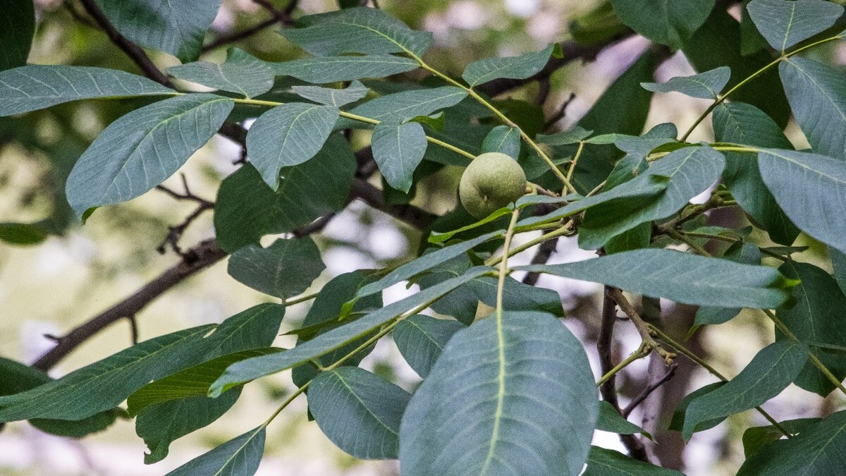 树上的核桃 水果 摄影 自然 果实 果树  核桃