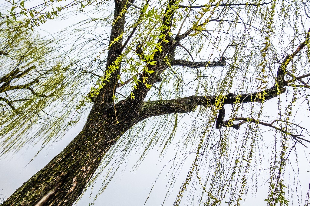 柳树 风光 西湖风光 自然 摄影 西湖柳树 旅行 春天 植物 柳叶