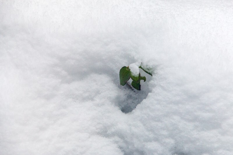 雪 自然 风光 摄影 生命的力量 白雪 雪景