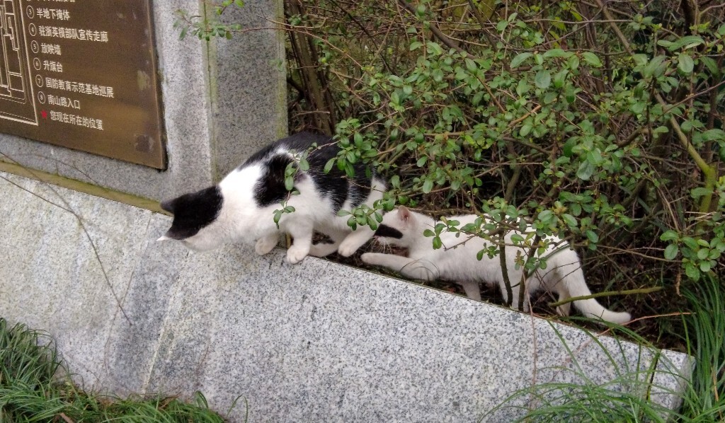 喵星人 猫猫 宠物 摄影 街道 旅行