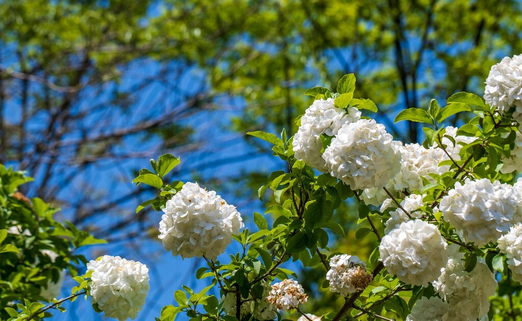 八仙花 粉团花 草绣球 紫绣球 紫阳花 绣球 花草 花朵 木绣球 山绣球 花朵 花儿 植物 花