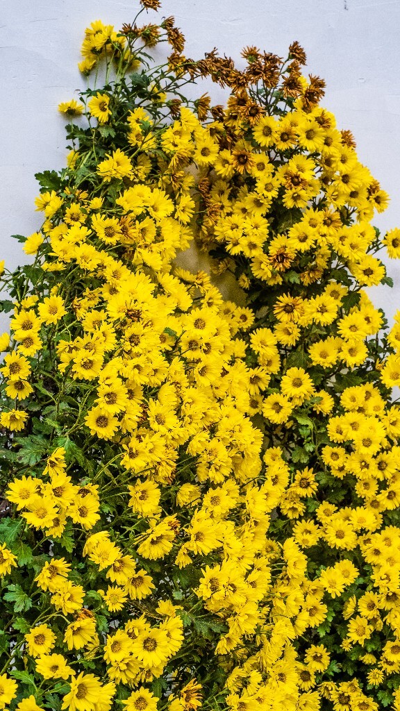 菊花 寿客 金英 黄华 秋菊 陶菊 日精 女华 延年 隐逸花 家菊 花儿 盛开的菊花