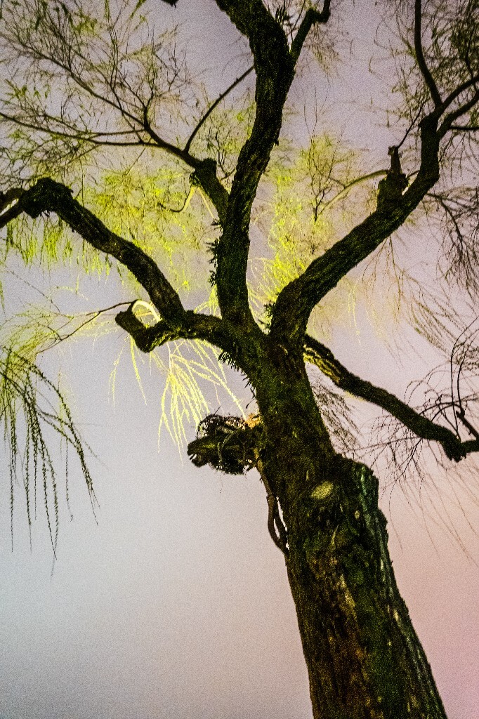 柳树 风光 自然 西湖风光 植物 叶子 柳叶 旅行 摄影 西湖柳树