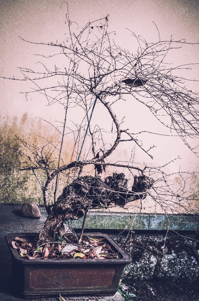 植物 盆景 摄影 风光 自然 园林 园艺 复古 街道 