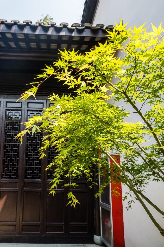 建筑 天空 蓝天白云 自然 屋檐 房檐 旅行 摄影 枫叶 叶子 植物