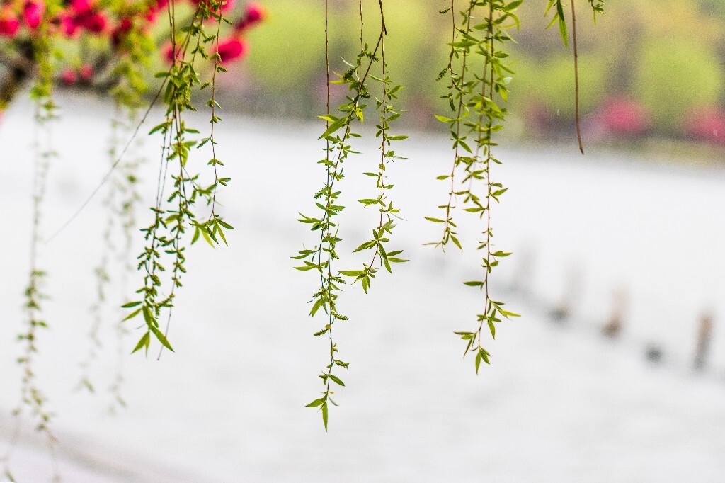 植物 风光 西湖柳树 西湖风光 自然 环境 西湖之春 自然 鸳鸯 自然