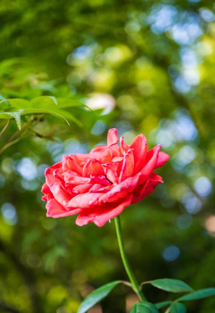 月季 玫瑰 红花 绿叶 摄影 风光 自然 花朵 微距