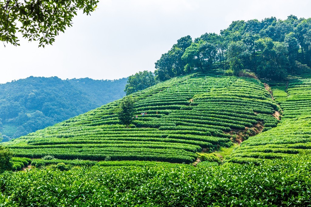 植物 风光 摄影 茶园风光 龙井茶园 旅行 自然 风光 采茶人
