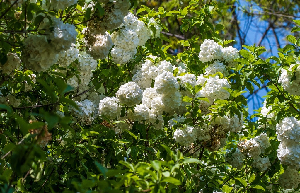 八仙花 粉团花 草绣球 紫绣球 紫阳花 绣球 木绣球 摄影 风光 植物花朵 旅行