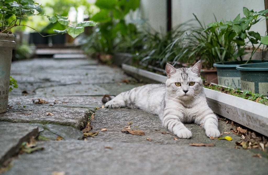 猫猫 宠物 喵星人  动物 猫 摄影