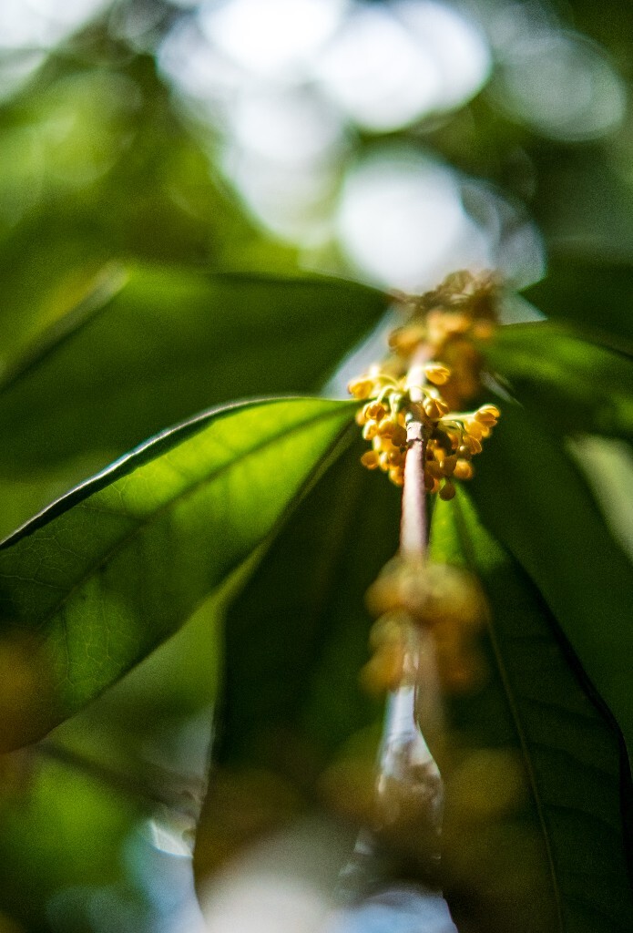 桂花 木樨 岩桂 金桂 银桂 丹桂 月桂 木犀 九里香 植物 花卉 盛开的桂花 桂花开了