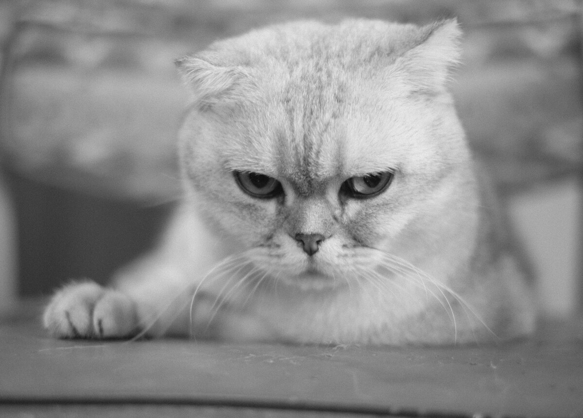 猫 猫科动物 动物 猫亚科 豹亚科 猫咪 家猫 野猫 喵星人 可爱的猫猫 英短 虎斑