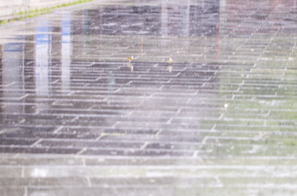 鸟 曲院风荷 建筑  摄影   街道 旅行  风光  雨中的鸟儿 
