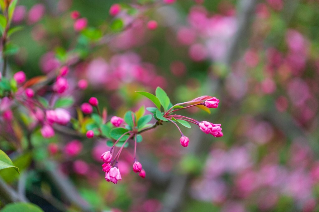 海棠 海棠花 西府海棠 垂丝海棠 贴梗海棠 木瓜海棠 植物 花朵 摄影 风光 自然