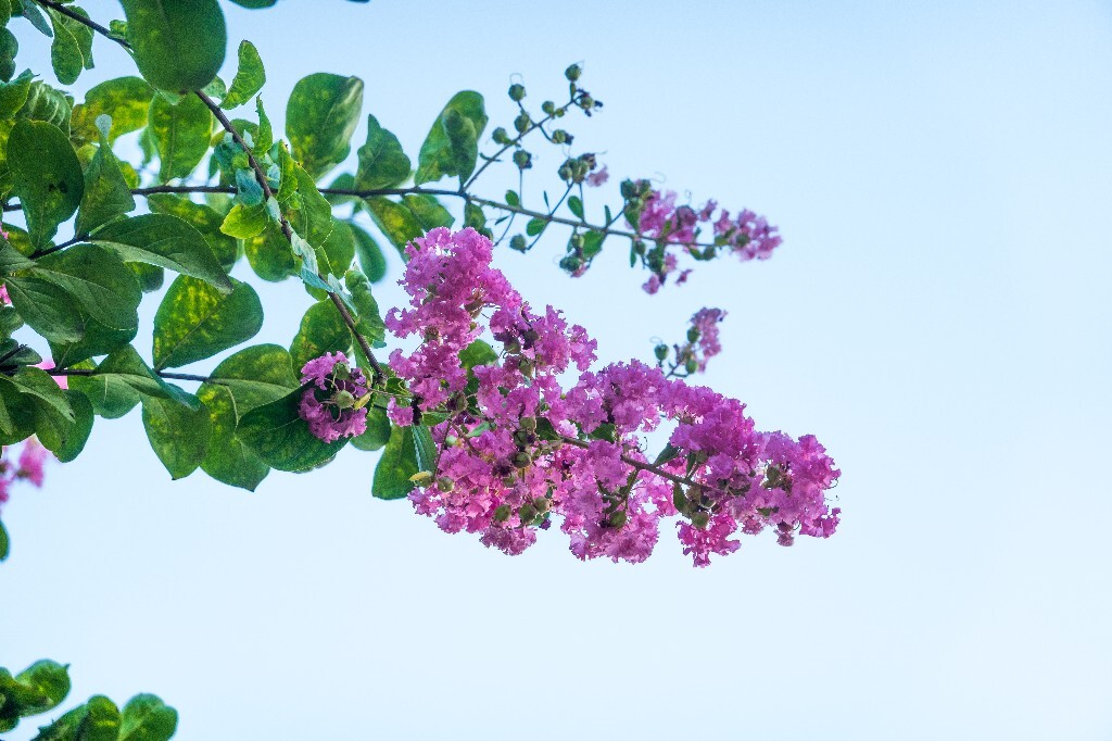入惊儿树、百日红、满堂红、痒痒树、紫金花、紫兰花、蚊子花、西洋水杨梅、无皮树