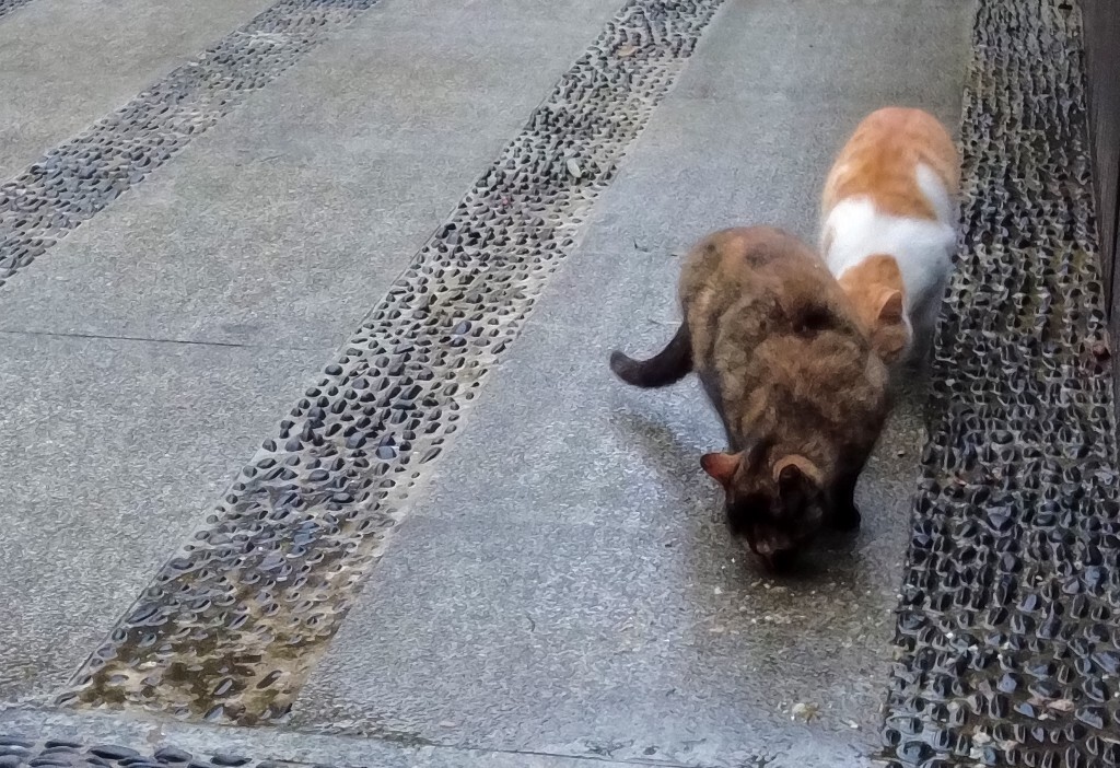 喵星人 猫猫 宠物 摄影 街道 旅行