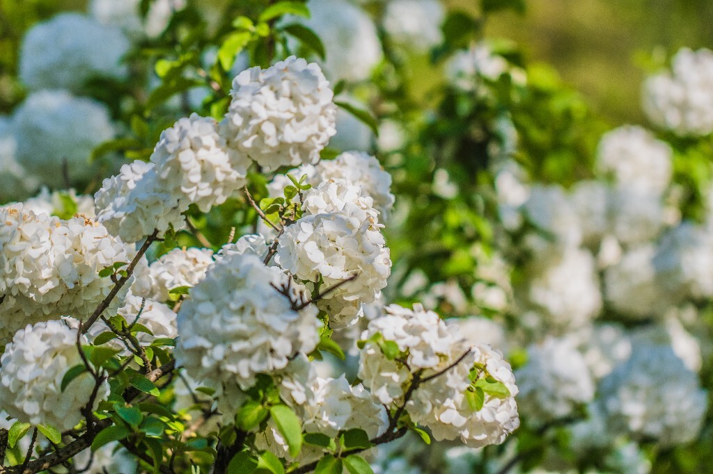 八仙花 粉团花 草绣球 紫绣球 紫阳花 绣球 木绣球 植物 摄影 风光 花朵 花儿 绣球花