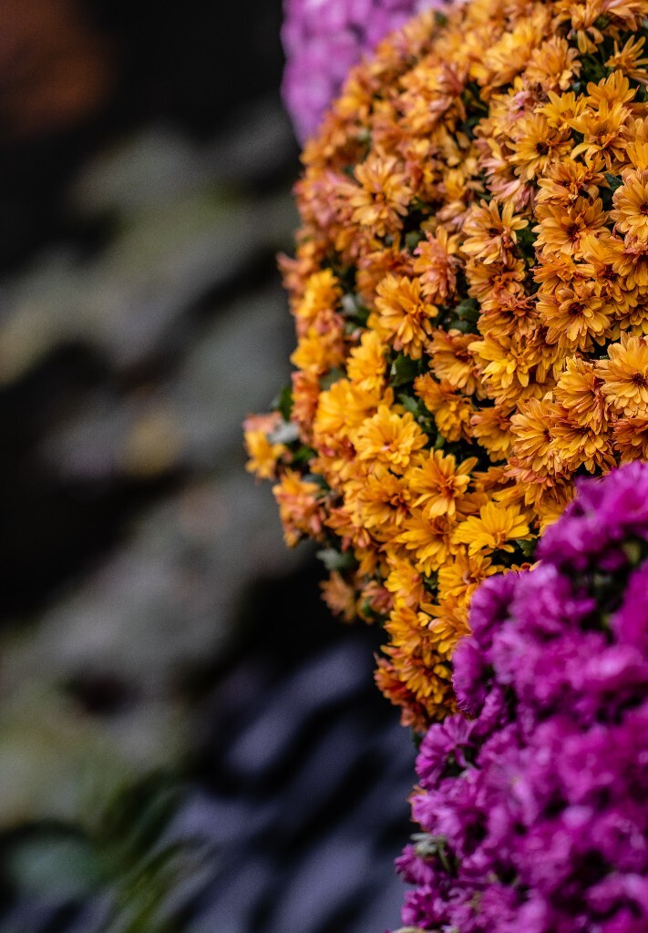 菊花 寿客 金英 黄华 秋菊 陶菊 日精 女华 延年 隐逸花 家菊 花儿 盛开的菊花