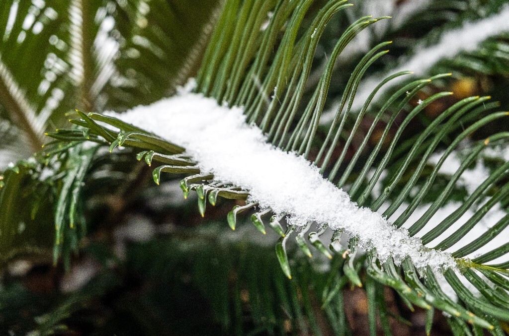 雪景 风光 自然 铁树 铁树上的雪 叶子上的雪 自然风光