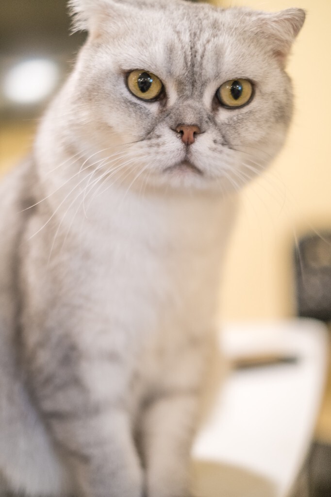 猫 宠物 动物 图片 摄影 喵星人 猫猫