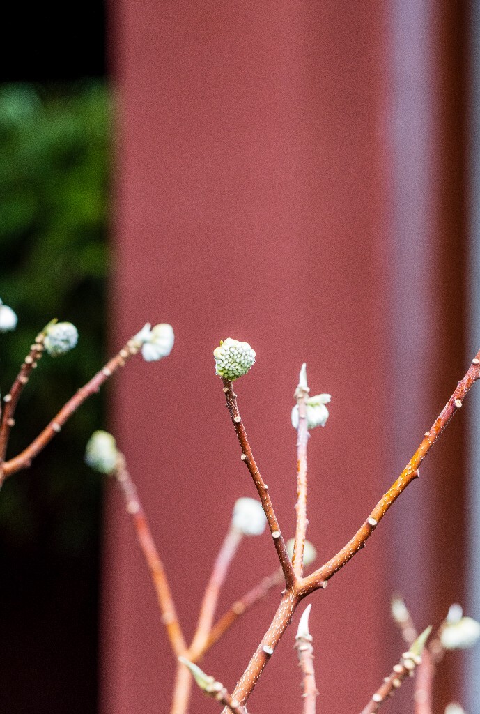 打结花 打结树 黄瑞香 喜花 梦冬花 岩泽兰 三桠皮 三叉树 蒙花 家香 山棉皮 雪花皮 梦花