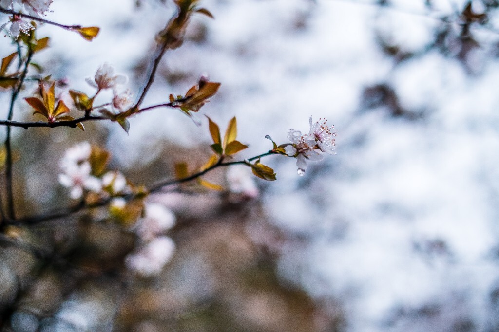 樱花 图片 摄影 花朵 花卉 风光 旅行