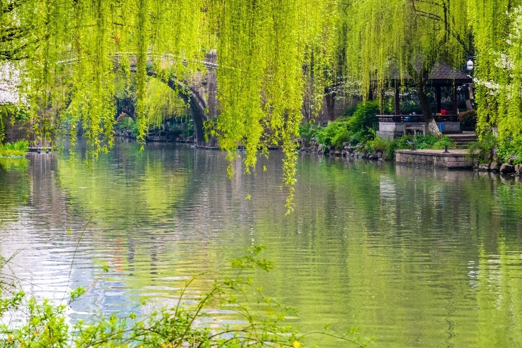 柳树 风光 摄影 小河 河水 自然 风光 自然风光