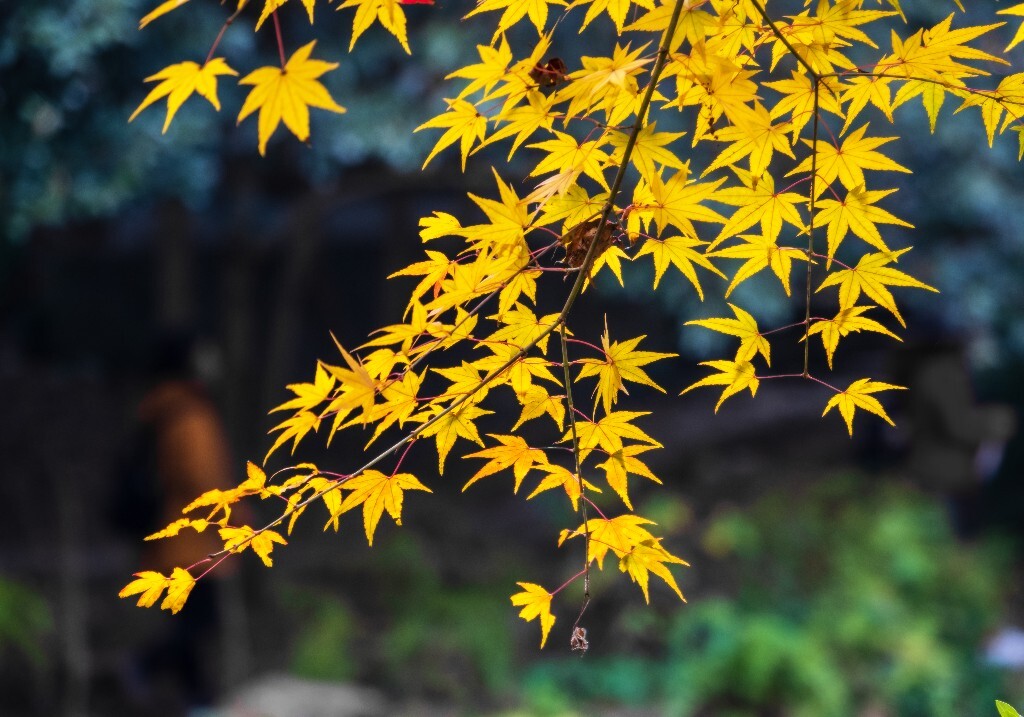 枫叶 植物 叶子 摄影 风光 自然 旅行 九溪 九溪烟树 图片素材