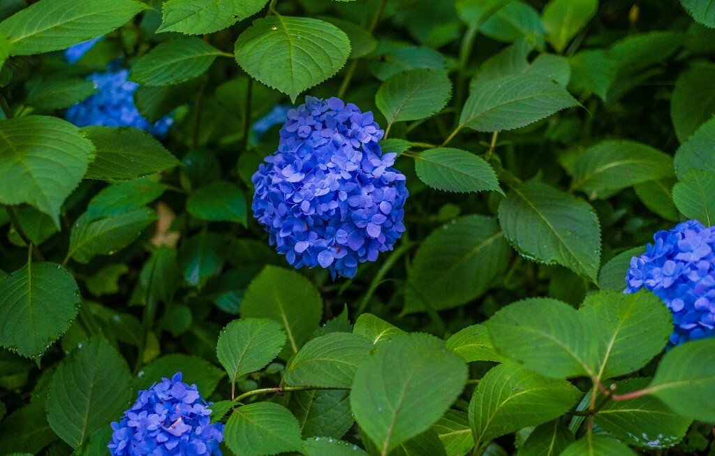 绣球 八仙花 粉团花 草绣球 紫绣球 紫阳花 花朵 风光 摄影 自然 风光 旅行