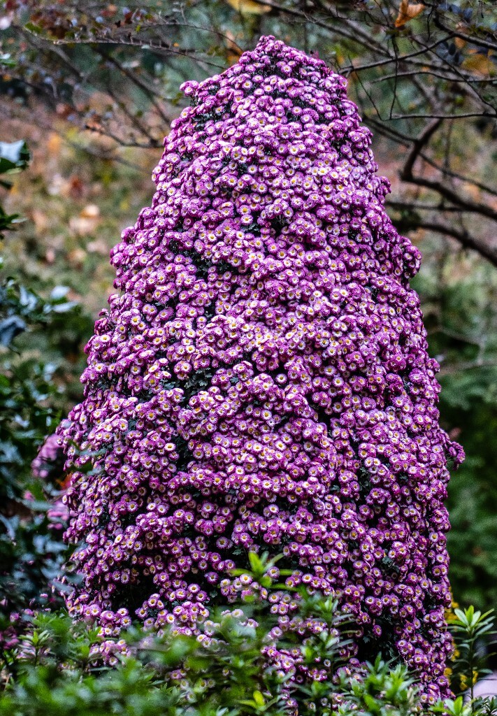 菊花 寿客 金英 黄华 秋菊 陶菊 日精 女华 延年 隐逸花 家菊 花儿 盛开的菊花