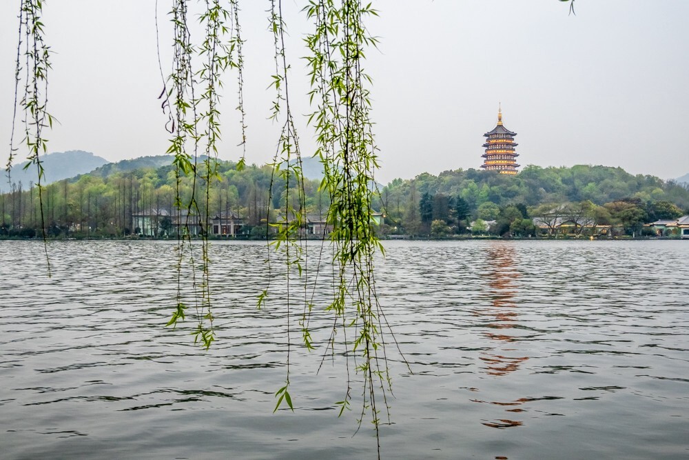 西湖 柳树 风光 自然 西湖风光 西湖柳树 雷锋塔 旅行 旅游