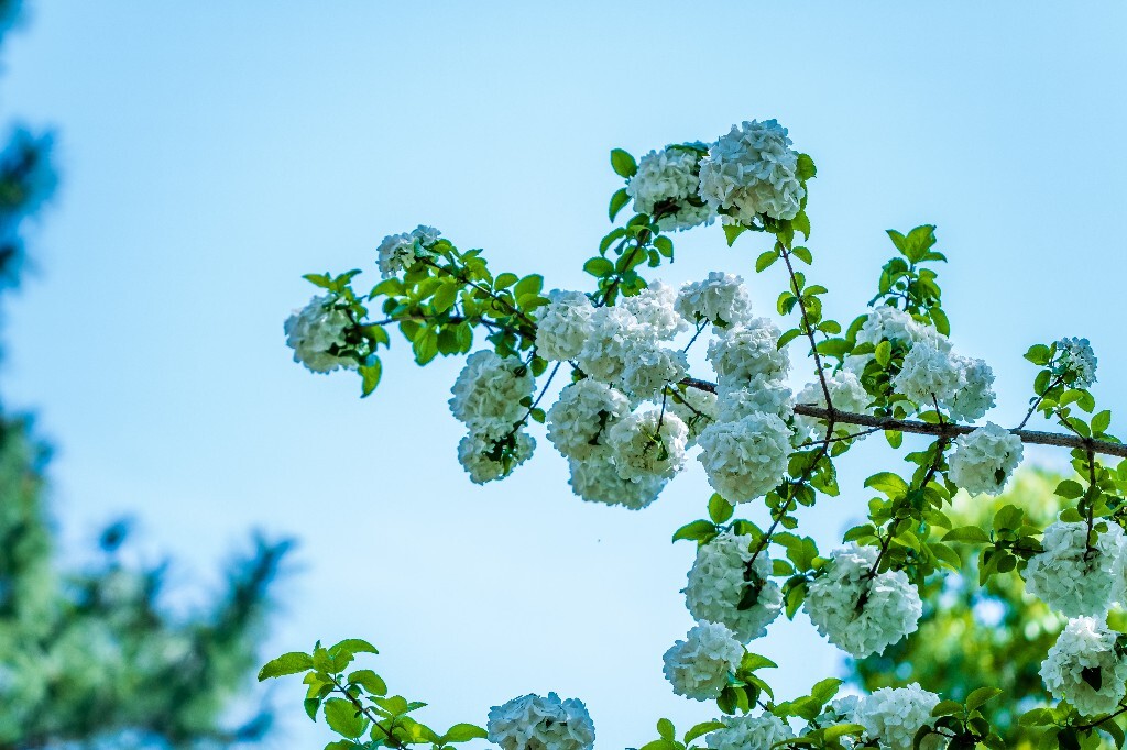八仙花 粉团花 草绣球 紫绣球 紫阳花 绣球 木绣球 摄影 风光 植物花朵 旅行