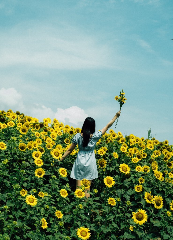 背影 人像 风光 自然 植物 花朵 向日葵 花海 旅行