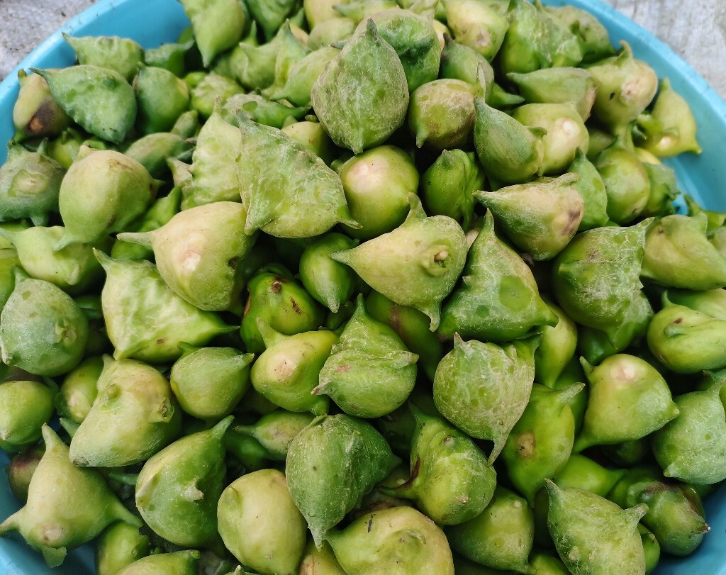 芰 水菱 风菱 乌菱 菱角 水栗 菱实 芰实 摄影 美食 水果 自然 果实