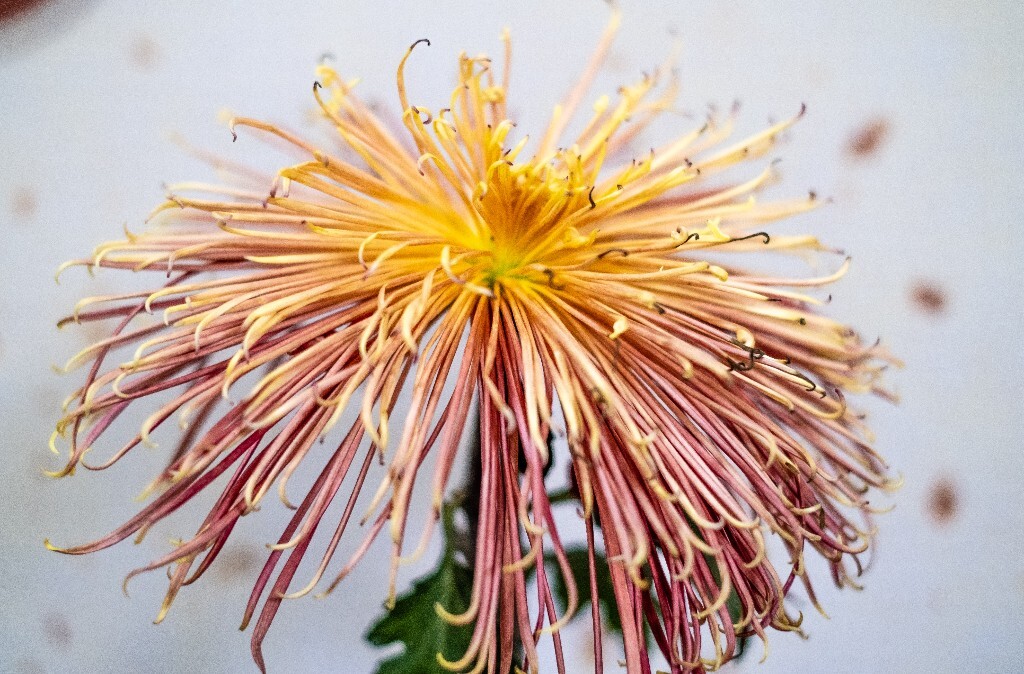 菊花 寿客 金英 黄华 秋菊 陶菊 日精 女华 延年 隐逸花 家菊 花儿 盛开的菊花