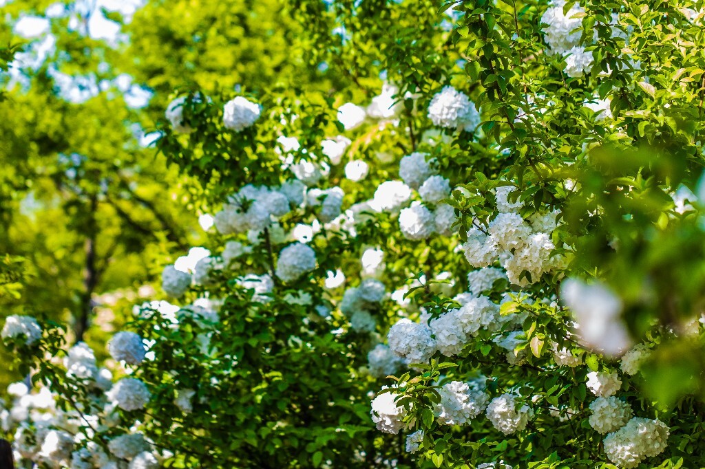 八仙花 粉团花 草绣球 紫绣球 紫阳花 绣球 木绣球 植物 摄影 风光 花朵 花儿 绣球花
