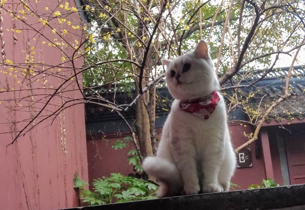 猫猫 喵星人 猫 动物 宠物 摄影 小可爱 喵星人的日常生活 宠物摄影圈子
