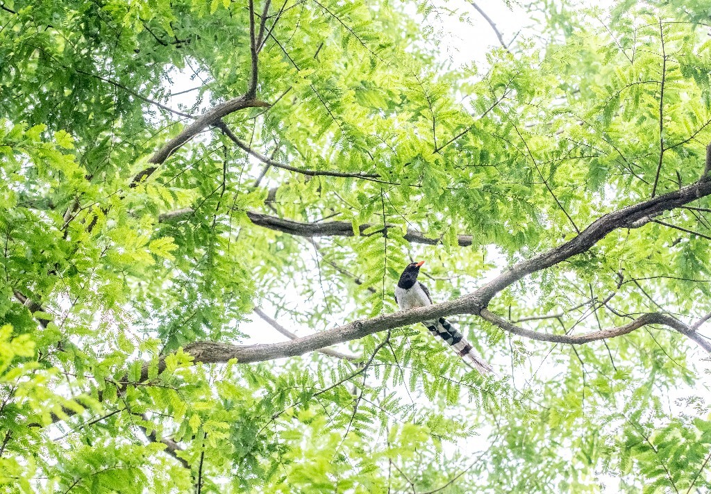 赤尾山鸦 长尾山鹊 长尾巴练 长山鹊 山鹧 红嘴蓝鹊 摄影 鸟儿 植物 抓拍