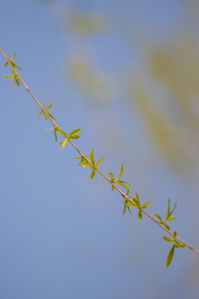柳树 垂柳 西湖柳树 二月的柳树 西湖柳树 风光 自然 摄影 西湖风光