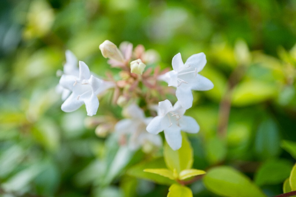 六道木 摄影 风光 自然 花朵 花儿 白色的花 环境 微距 旅行