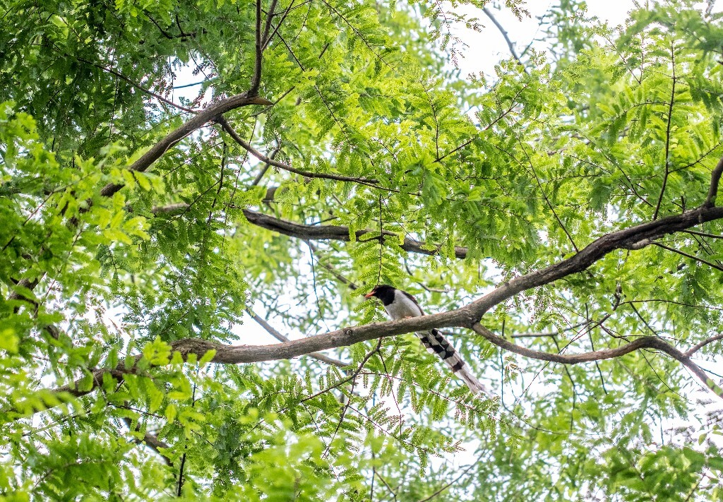赤尾山鸦 长尾山鹊 长尾巴练 长山鹊 山鹧 红嘴蓝鹊 摄影 鸟儿 植物 抓拍