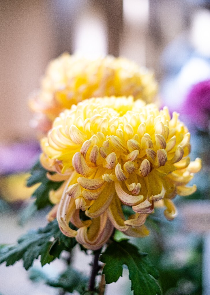 菊花 寿客 金英 黄华 秋菊 陶菊 日精 女华 延年 隐逸花 家菊 花儿 盛开的菊花