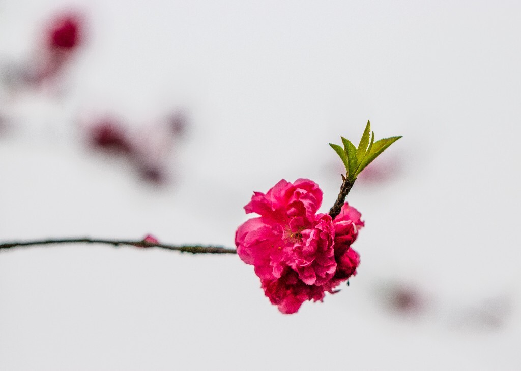 植物 花朵 风光 微距 摄影 西湖桃花 西湖风光 环境 西湖桃花 西湖风光