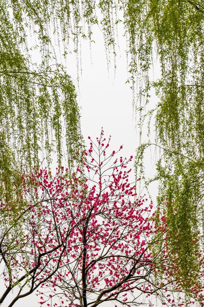 西湖桃花  桃花 自然 微距 风光 色彩 西湖之春    <br />
春天 桃红柳绿 西湖三月天