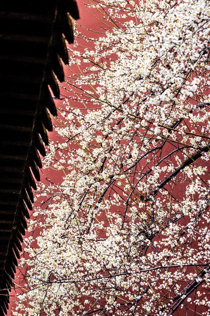 梅花 腊梅 风光 摄影 自然 植物 微距 旅行 建筑 钱王祠