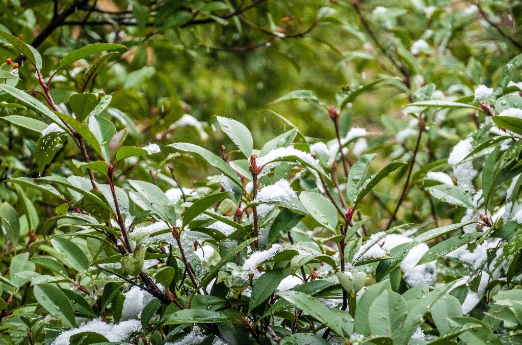 雪景 风光 风景 雪 2022年第一场雪 自然 风光 植物 旅行