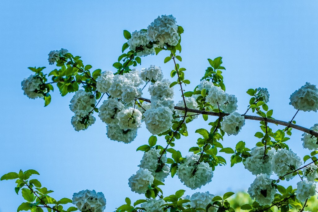 八仙花 粉团花 草绣球 紫绣球 紫阳花 绣球 木绣球 摄影 风光 植物花朵 旅行