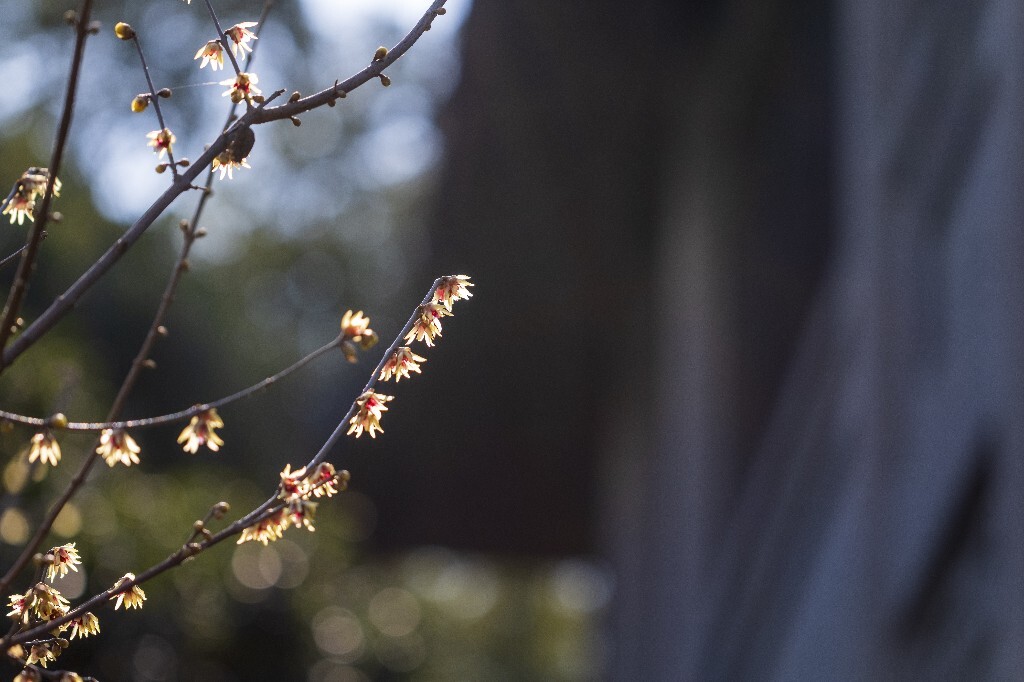 蜡梅 金梅 腊梅 蜡花 蜡梅花 蜡木 麻木紫 石凉茶 唐梅 香梅 植物 微距 摄影 风光 花朵 花草